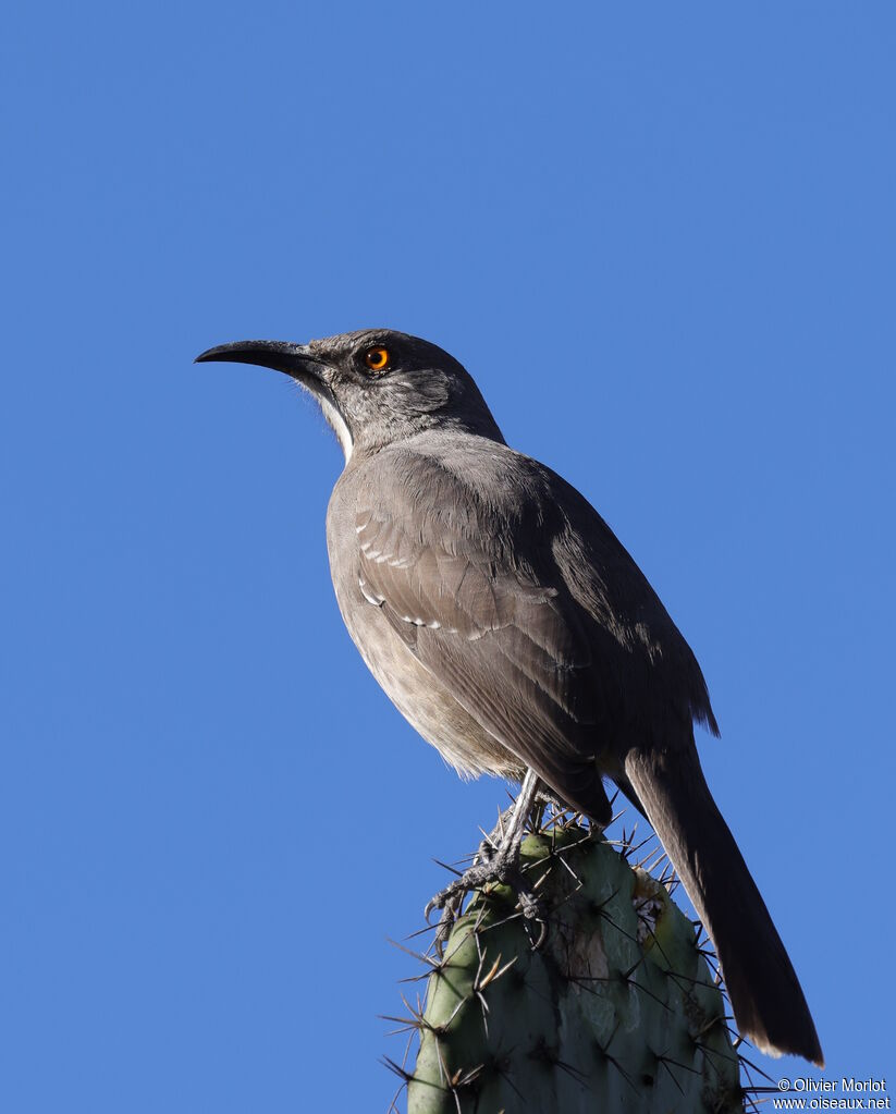Curve-billed Thrasher