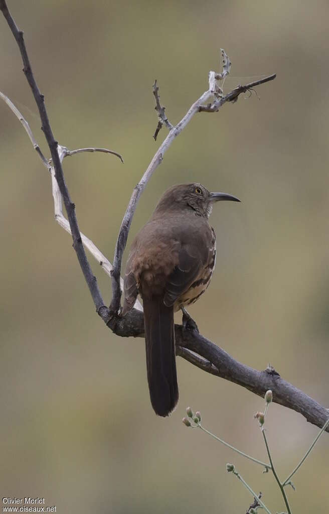 Grey Thrasher