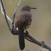 Grey Thrasher