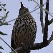 Grey Thrasher