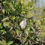 Moqueur plombé