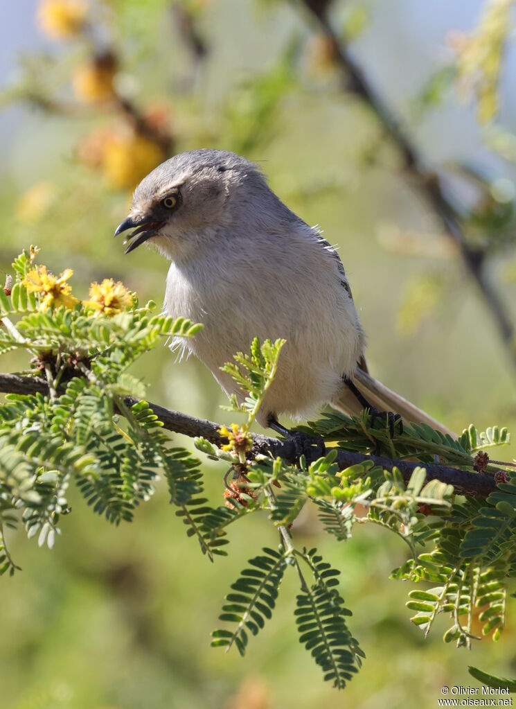 Northern Mockingbird