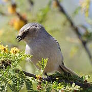 Northern Mockingbird