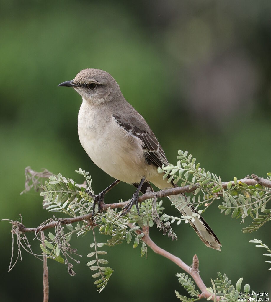 Northern Mockingbird