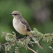 Northern Mockingbird