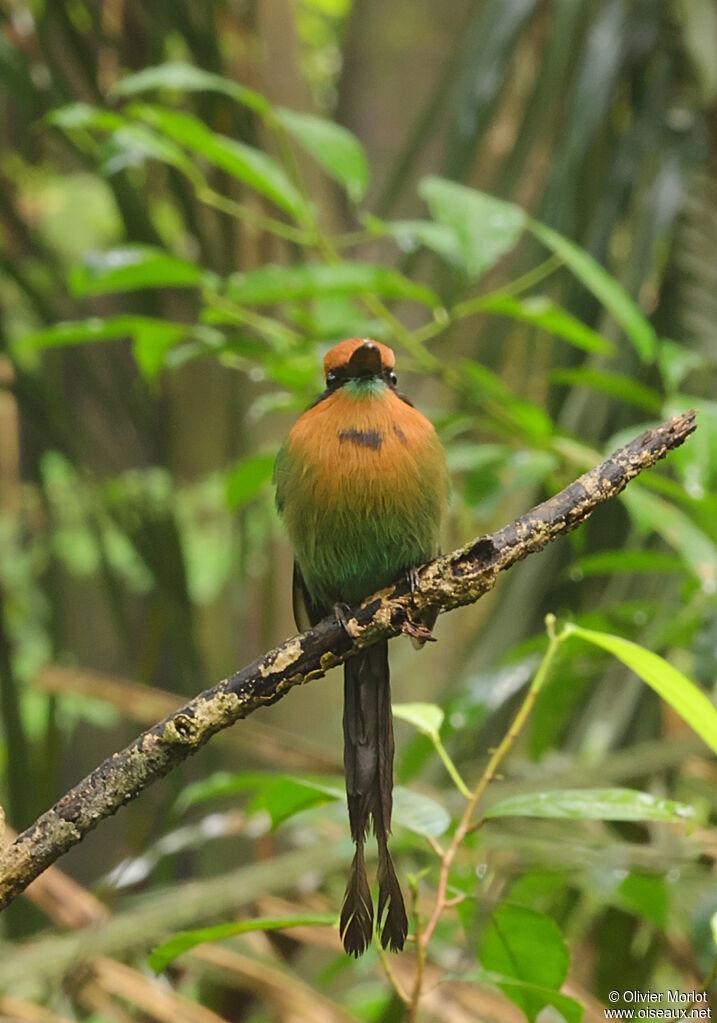 Broad-billed Motmot