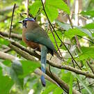 Motmot caraïbe