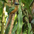 Motmot caraïbe