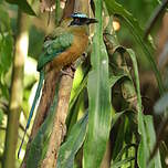 Motmot caraïbe