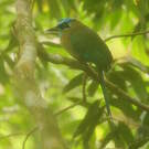 Motmot de Lesson