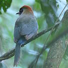Motmot oranroux