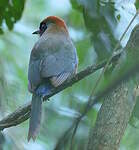 Motmot oranroux