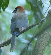 Motmot oranroux