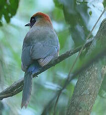 Motmot oranroux