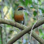 Motmot oranroux