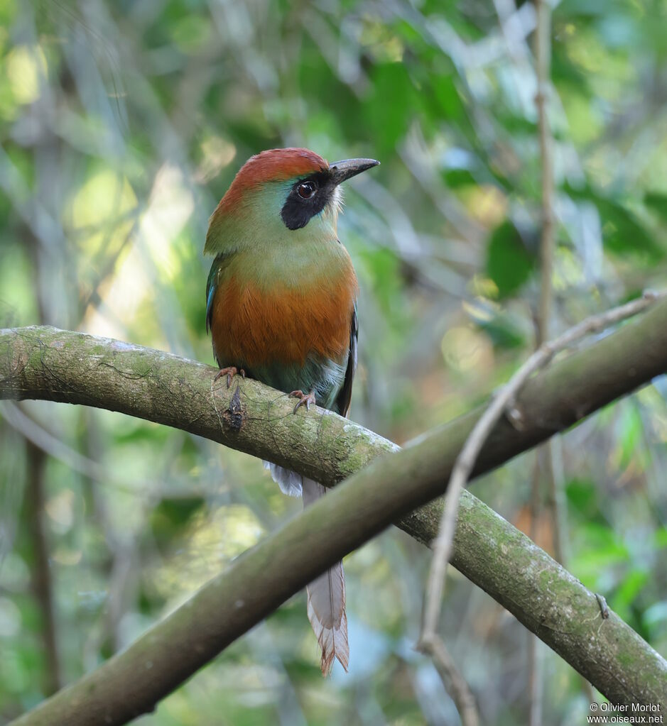 Rufous-capped Motmot
