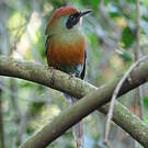 Motmot oranroux