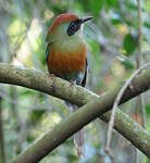 Motmot oranroux