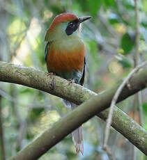 Motmot oranroux