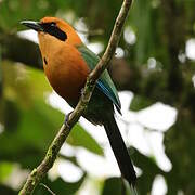 Rufous Motmot