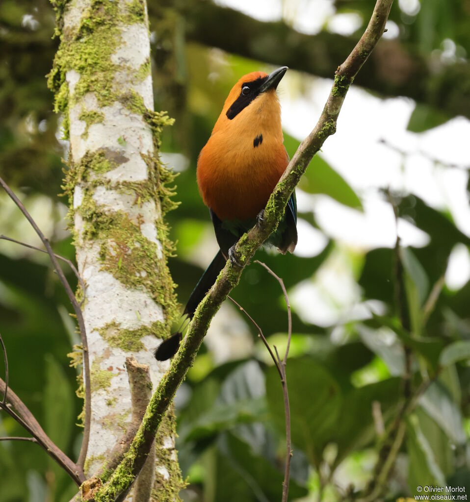 Rufous Motmot