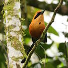 Motmot roux
