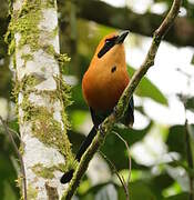 Rufous Motmot