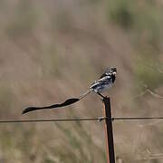 Strange-tailed Tyrant