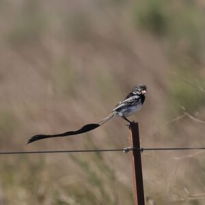 Moucherolle à queue large