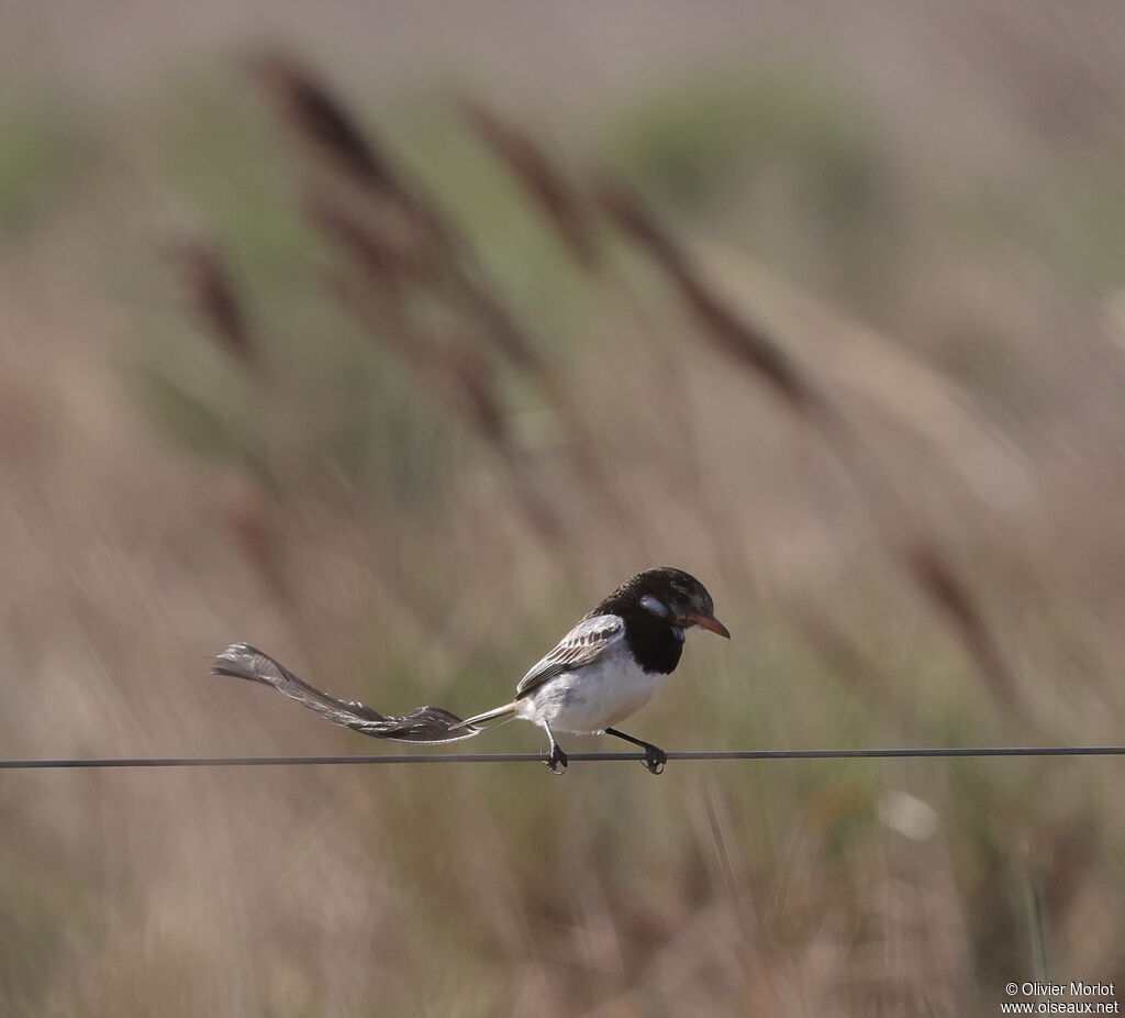 Strange-tailed Tyrant male