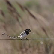 Strange-tailed Tyrant