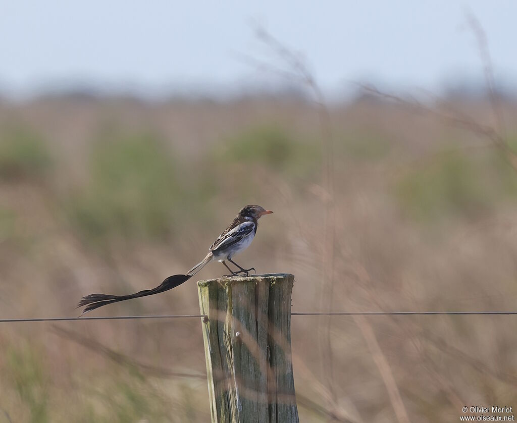 Strange-tailed Tyrant male