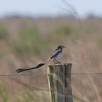 Moucherolle à queue large