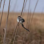 Moucherolle à queue large