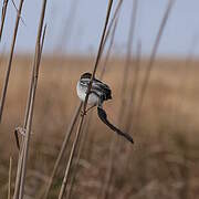 Strange-tailed Tyrant