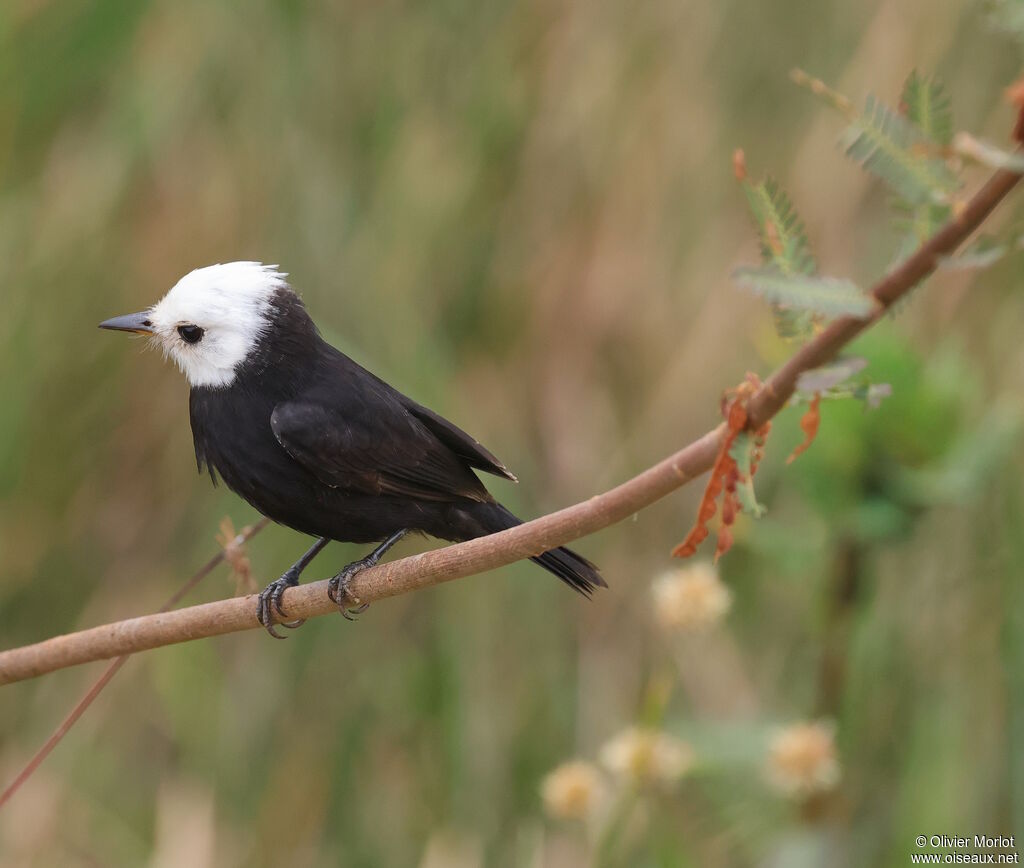 Moucherolle à tête blanche