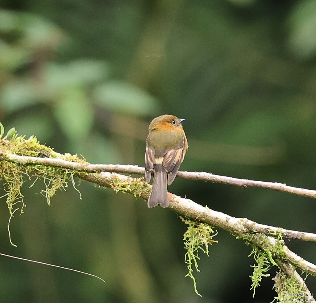 Cinnamon Flycatcher