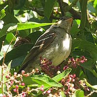Moucherolle d'Euler