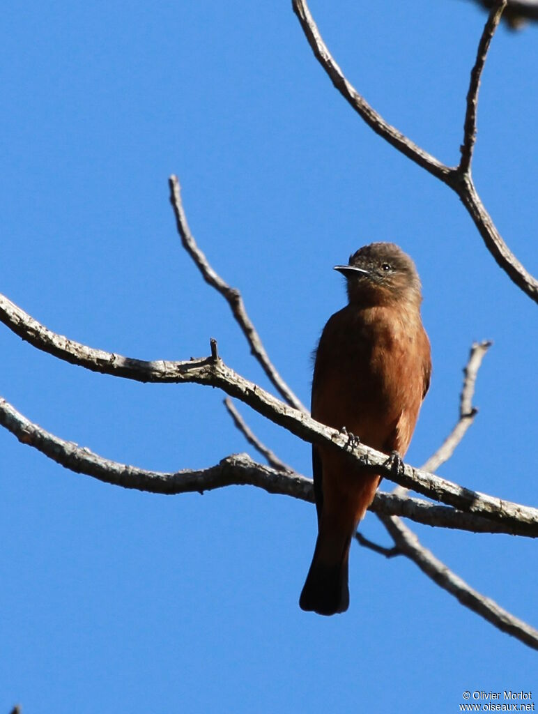 Cliff Flycatcher