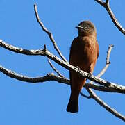 Cliff Flycatcher