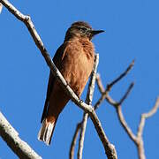 Cliff Flycatcher