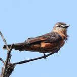 Moucherolle hirondelle