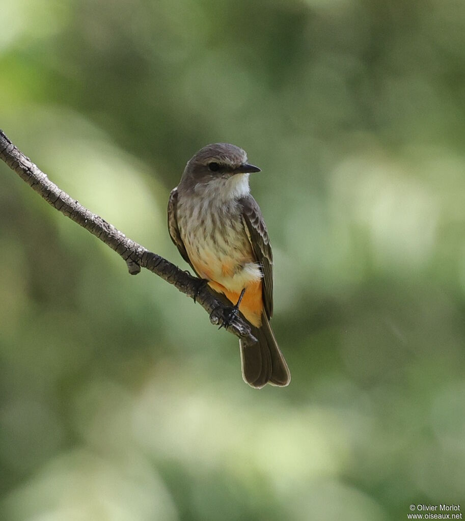 Vermilion Flycatcher