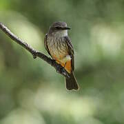 Vermilion Flycatcher