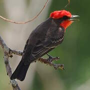 Vermilion Flycatcher