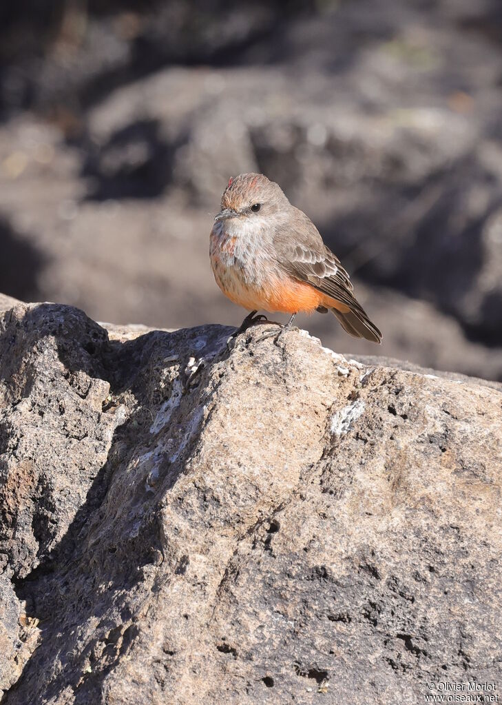 Vermilion Flycatcher male immature