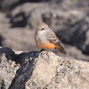Vermilion Flycatcher