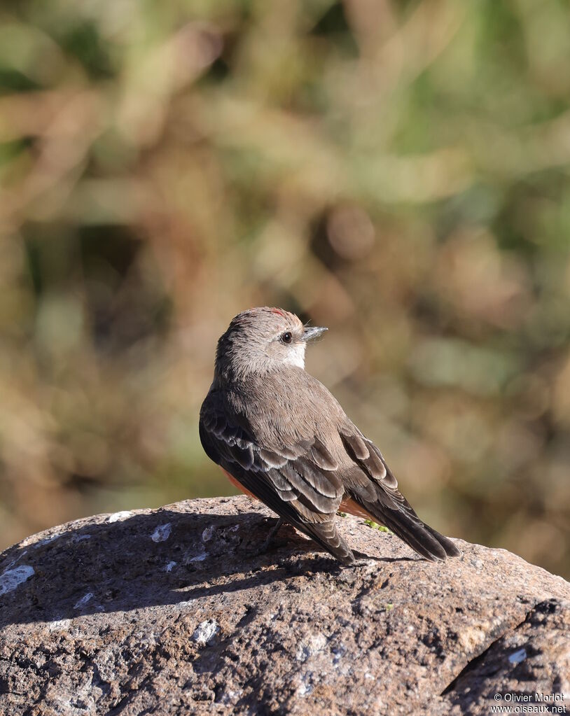 Vermilion Flycatcher male immature