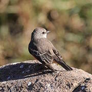 Vermilion Flycatcher
