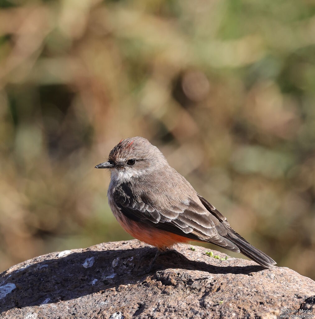Vermilion Flycatcher male immature
